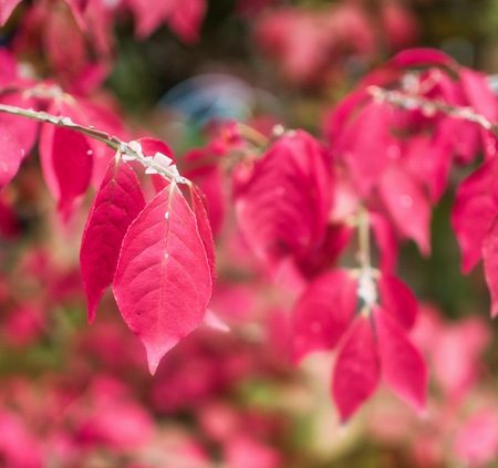 October Autumn maple leavesの写真素材