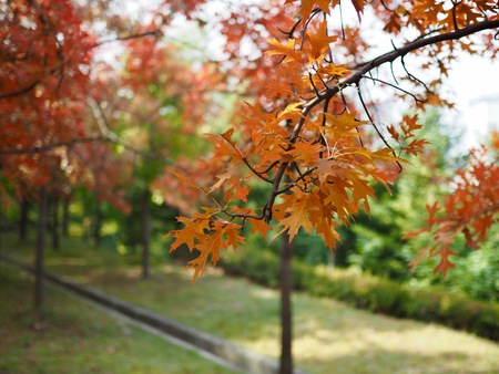 Maple trees in Korea Cheongju cityの写真素材