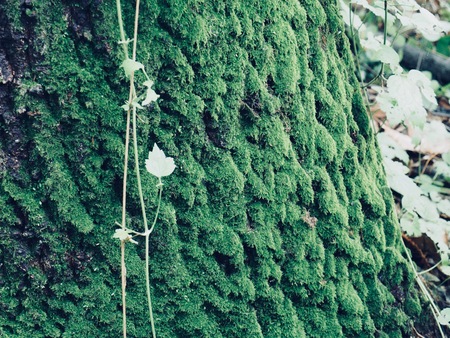 Moss in the forestの写真素材