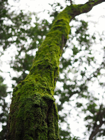 Moss in the forest