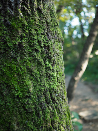 Moss in the forest