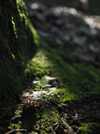 Moss in the forest