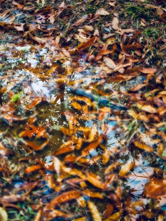 Maple trees reflected in the waterの写真素材