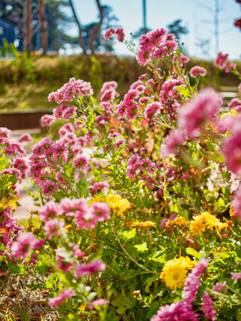 Autumn chrysanthemum scenery in Korea