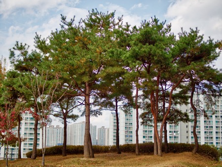 Pine landscape in Koreaの写真素材