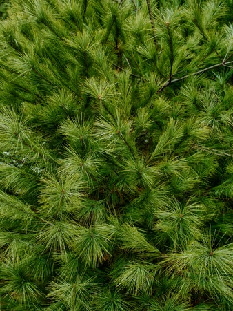 Korea's pine needle landscapeの写真素材