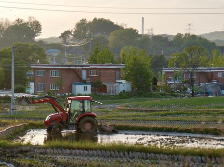 Landscape of rice fields in Cheongju, Koreaの写真素材