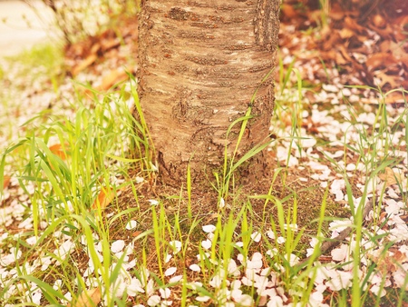 Cherry blossom landscape in Cheongju city, South Koreaの写真素材