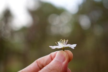 Cherry blossom landscape in Cheongju city, South Koreaの写真素材