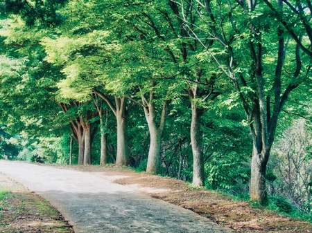 Forest road in Cheongju city, Koreaの写真素材