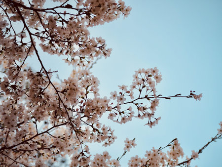 Cherry blossom scenery in Korea