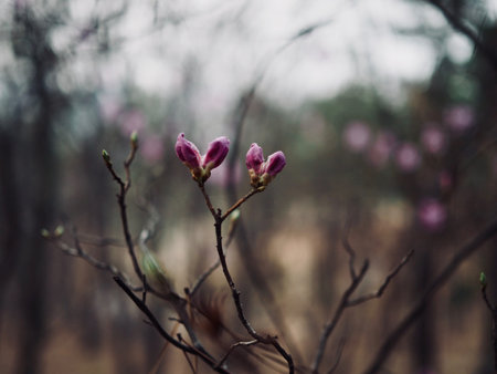 Azalea Flower Field in Korea