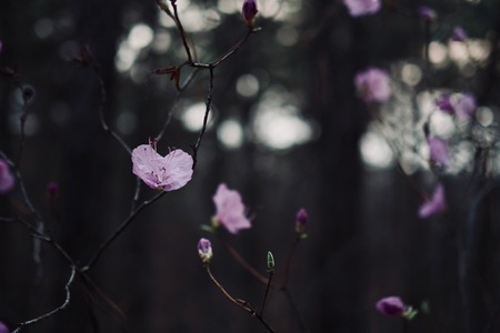 Azalea Flower Field in Koreaの写真素材
