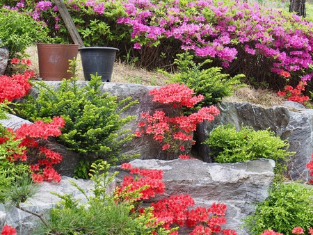 Azalea Flower Field in Koreaの写真素材