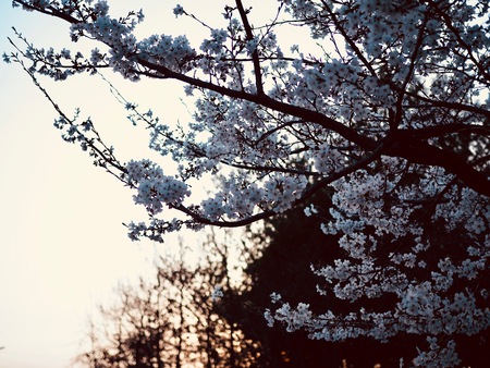 Cherry blossom scenery in Koreaの写真素材