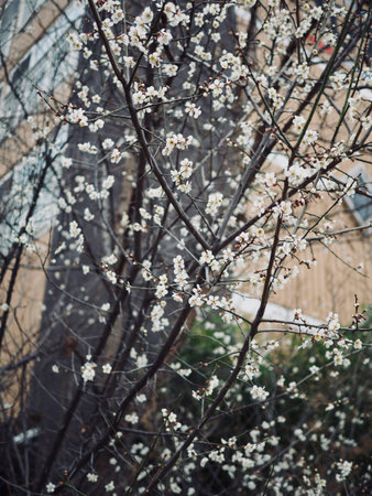 plum blossom scenery in Korea