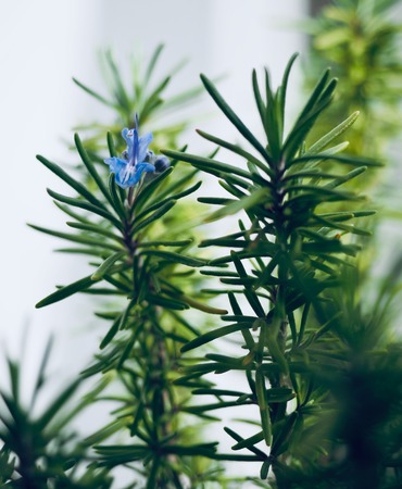 Home grown Rosemary flowersの写真素材