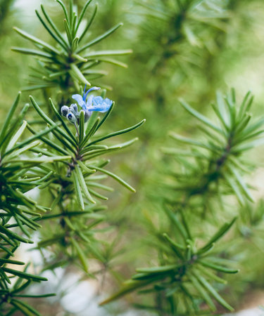 Home grown Rosemary flowers