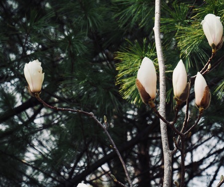 Korea Cheongju City White magnolia flowerの写真素材