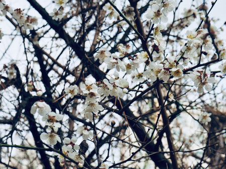 plum blossom scenery in Korea
