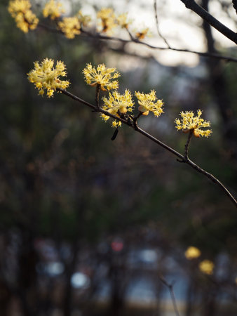Korean Sansuyu flower, Cornus officinalis flowerの写真素材