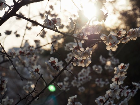 Sun and plum blossom scenery in Koreaの写真素材
