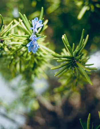 Home grown Rosemary flowers