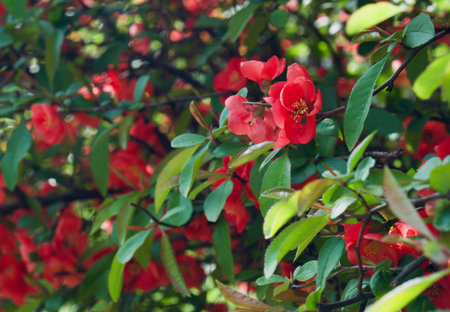 Flowers in Korea Chaenomeles speciosa