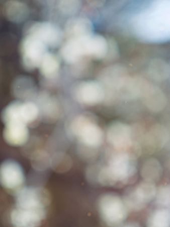 Abstract background of forest bokeh, missed focusの写真素材