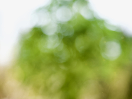 Abstract background of forest bokeh, missed focusの写真素材