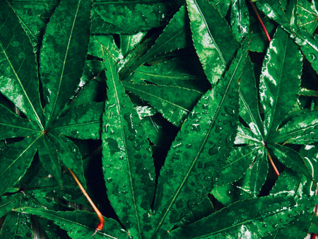 Green foliage background, water drops