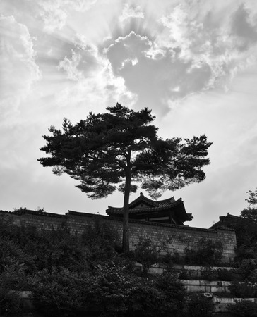 Korea's pine landscape, black and white photoのeditorial素材
