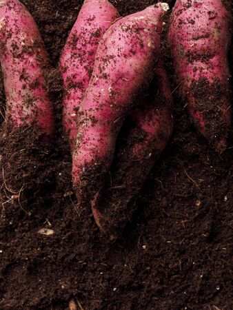 Sweet potato with soil background, Korean Organic Sweet Potatoの写真素材