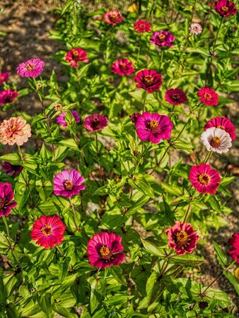 Korea Zinnia elegans, Baek Il Hongの写真素材