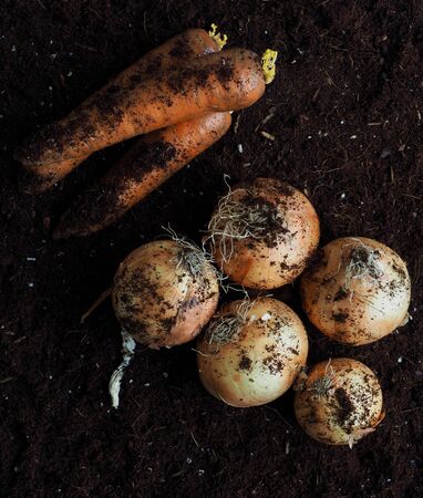 Fresh Organic Carrots and Onionsの写真素材