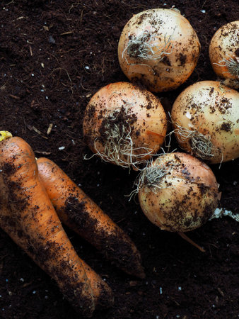 Fresh Organic Carrots and Onions