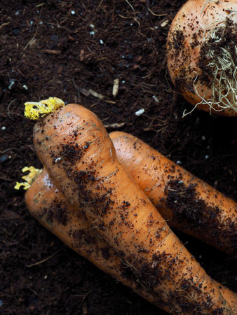 Fresh Organic Carrots and Onions