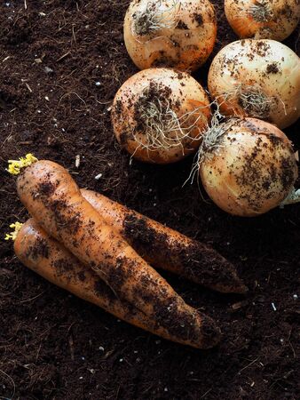 Fresh Organic Carrots and Onionsの写真素材
