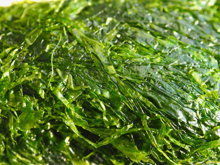 Fresh sea seaweed green laver