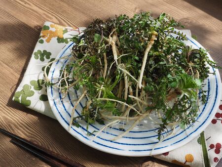 Korean food organic vegetable mealの写真素材