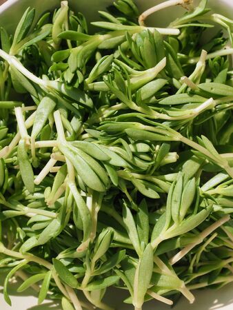 Korean food ingredients Sedum sarmentosum, Spring herbsの写真素材