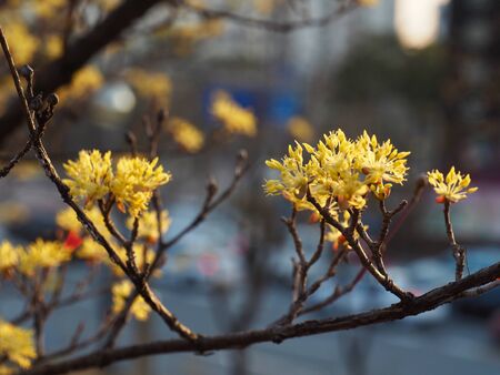 Korean Cornus officinalis flower, Sansuyuの写真素材