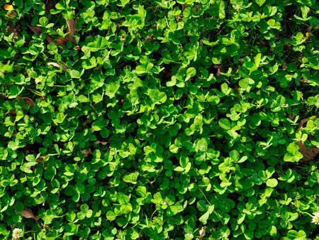Fresh green leaves in korean forest