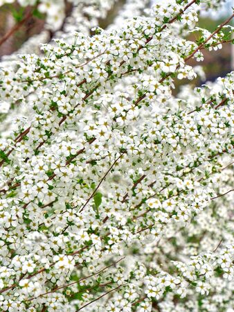 Korea Cheongju City bridal wreathの写真素材