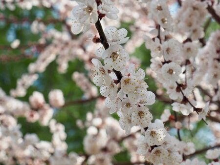 plum blossom scenery in Koreaの写真素材