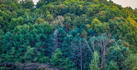 Green forest landscape in koreaの写真素材
