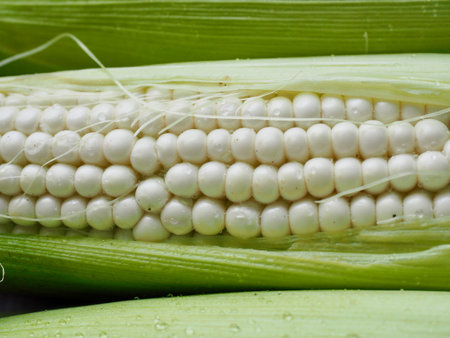 Korea's Fresh Organic Corn, backgroundの写真素材