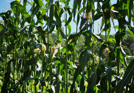 Korean summer organic corn field