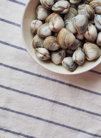 Fresh sea natural food clamの写真素材