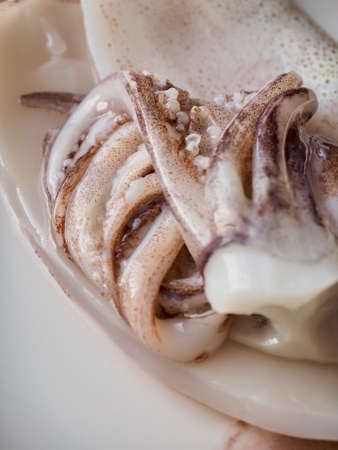 Fresh seafood squid, Food Ingredientsの写真素材